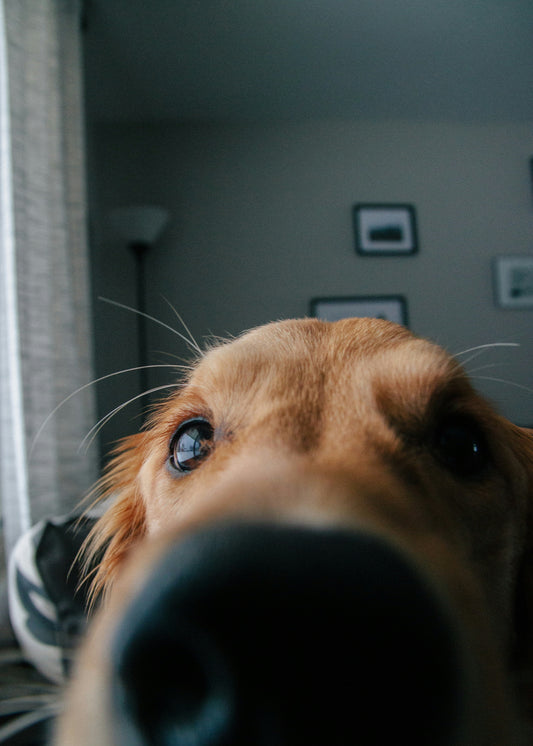 Truffe sèche chez le chien : causes et solutions naturelles