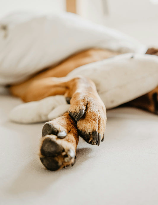 Couper les Griffes de son Chien : Le Guide Complet (Sans Drama !)