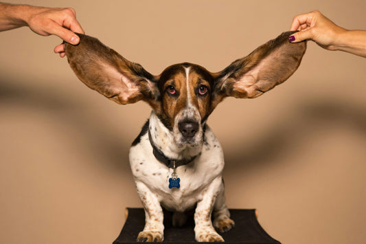 Comment nettoyer les oreilles de son chien naturellement