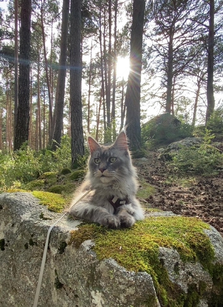 🐈 Emmener son chat en balade : le guide de survie pour parents de félins aventuriers