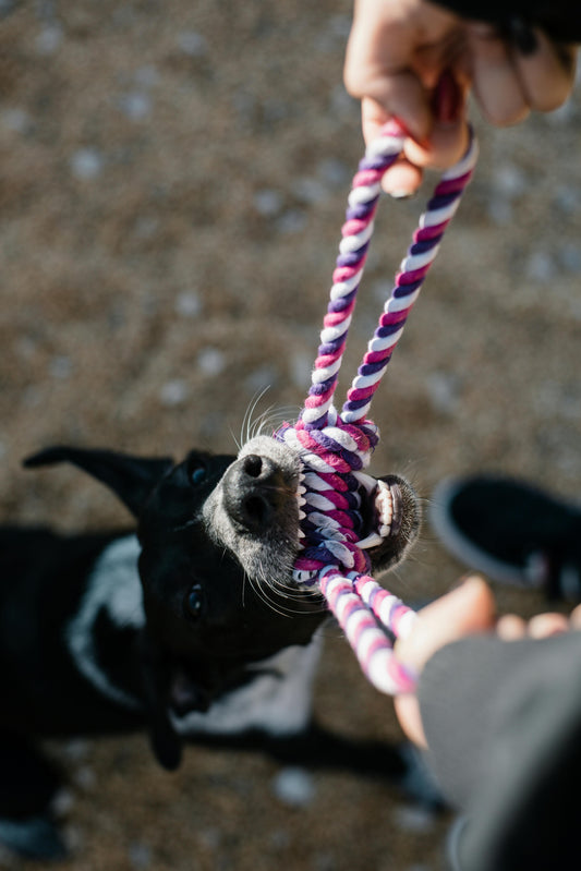 Comment choisir le bon jouet pour un chien destructeur