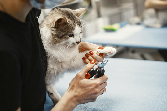 Couper les Griffes de son Chat : Mission (Im)possible ?
