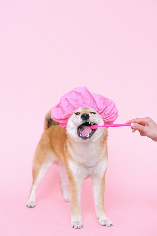 Hygiène dentaire du chien : guide complet du propriétaire