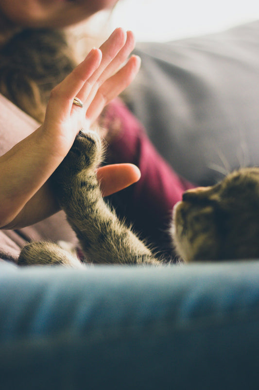 Premiers Secours pour Animaux : Les Gestes Essentiels à Connaître