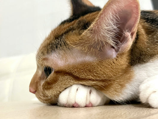 Signes d'otite chez le chat : comment les reconnaître et agir