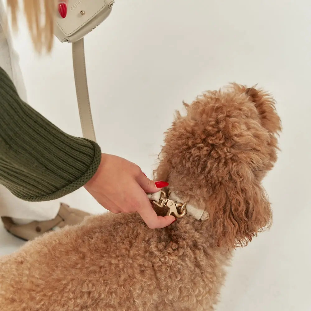 Laisse Chien Mains Libres - Laisse Végan Multifonction
