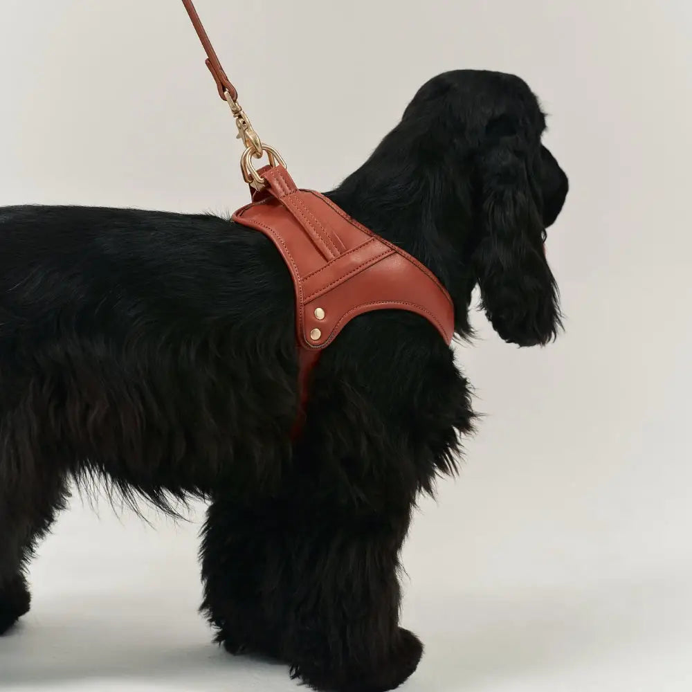 Arnés vegano para perros - Arnés acolchado de cuero vegetal