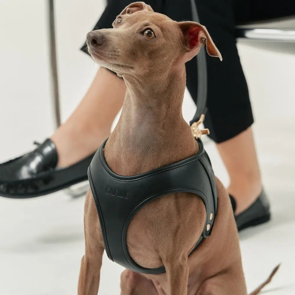 Arnés vegano para perros - Arnés acolchado de cuero vegetal