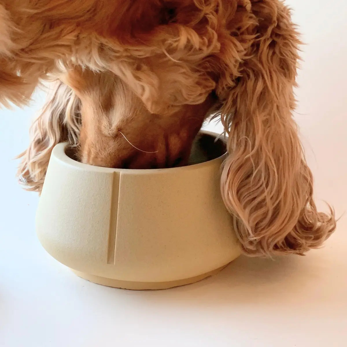 Comedero para perros con orejas largas - Comedero de diseño antiotitis