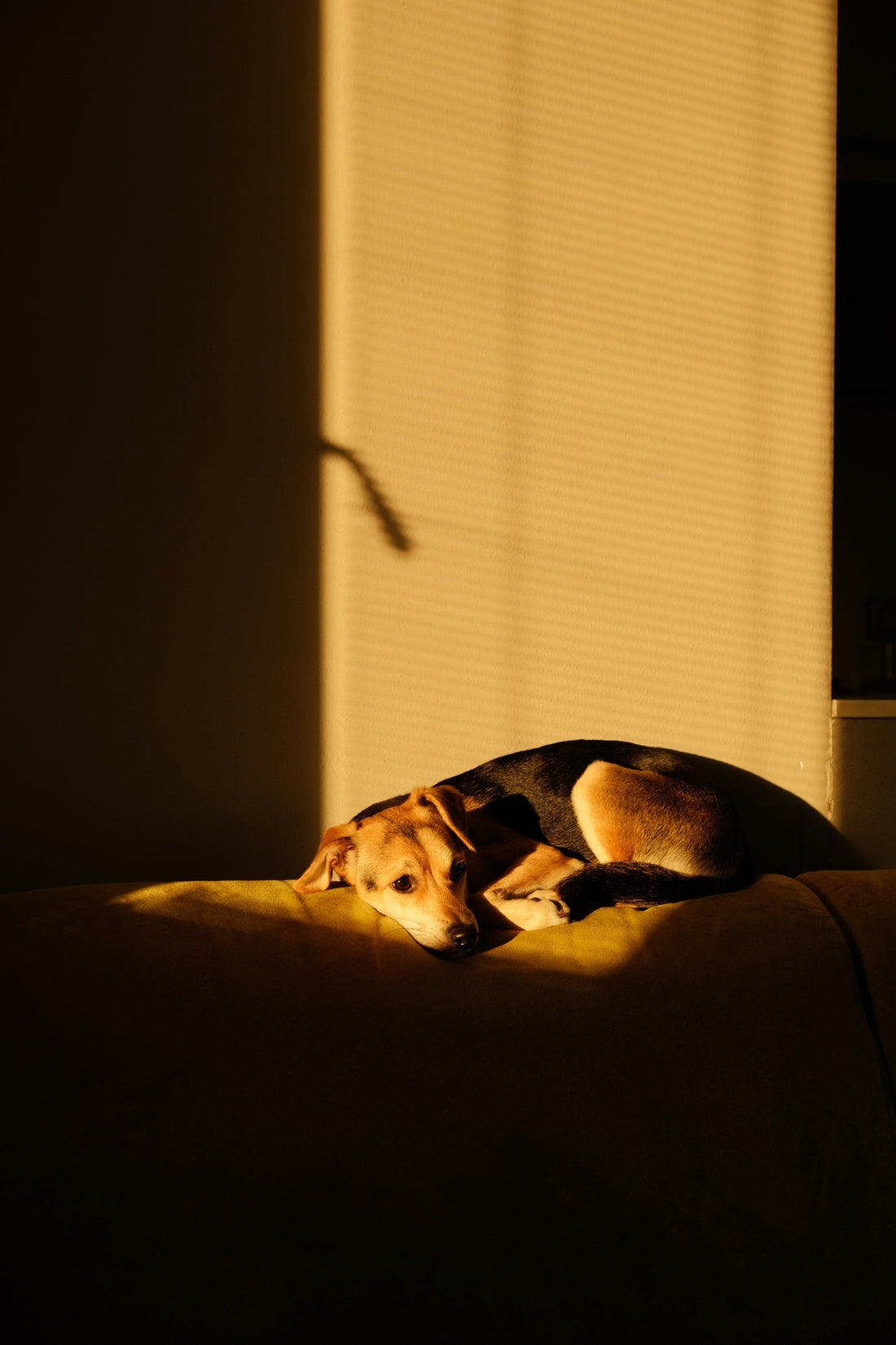 Guide Complet : Comportement du Chien en Appartement Partie 3