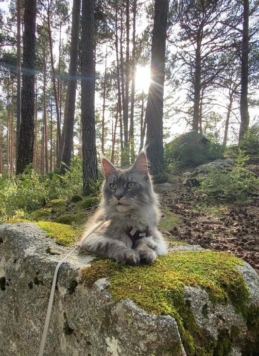 🐈 Emmener son chat en balade : le guide de survie pour parents de félins aventuriers