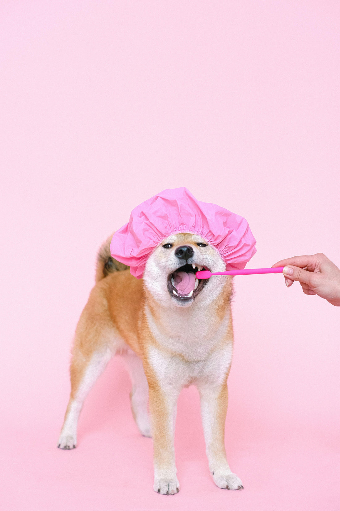 Hygiène dentaire du chien : guide complet du propriétaire
