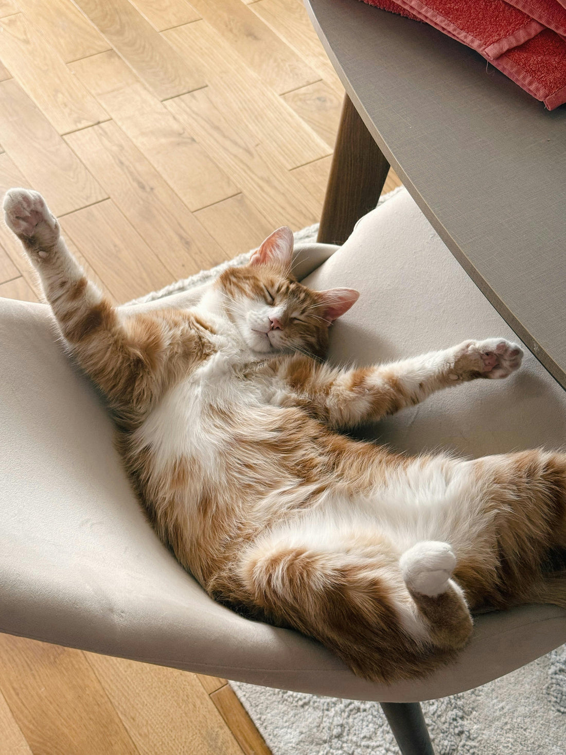 Chat d'Intérieur vs Chat d'Extérieur : Le Guide Complet pour Répondre aux Besoins de Votre Félin