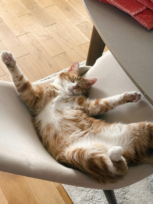 Chat d'Intérieur vs Chat d'Extérieur : Le Guide Complet pour Répondre aux Besoins de Votre Félin