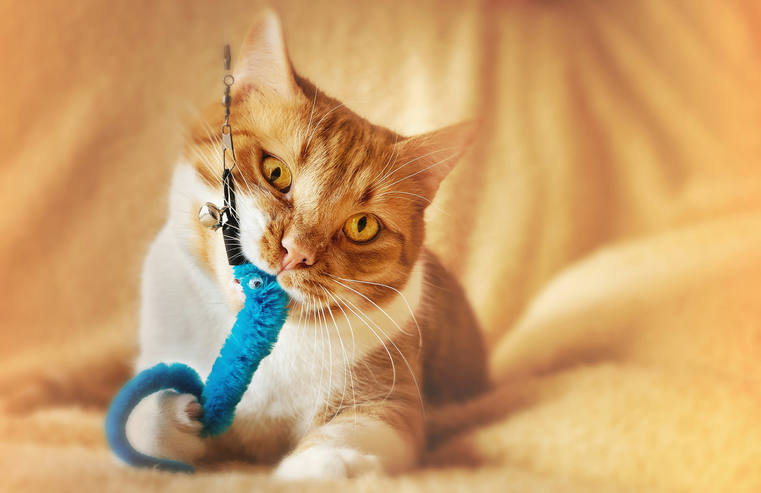 Jouets pour Animaux - Divertissement & Stimulation Premium