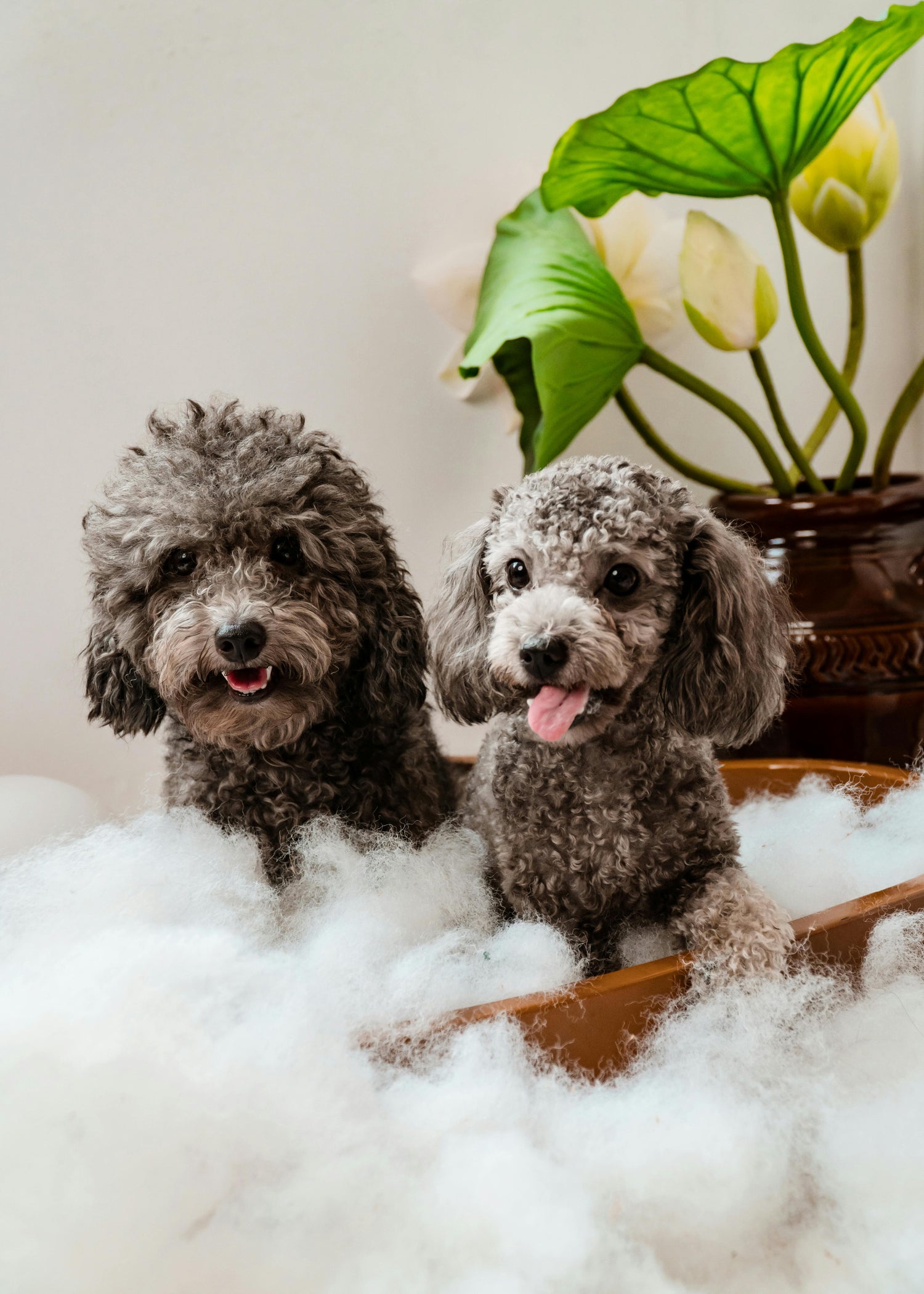 Hygiène & Entretien Animaux - Solutions Complètes