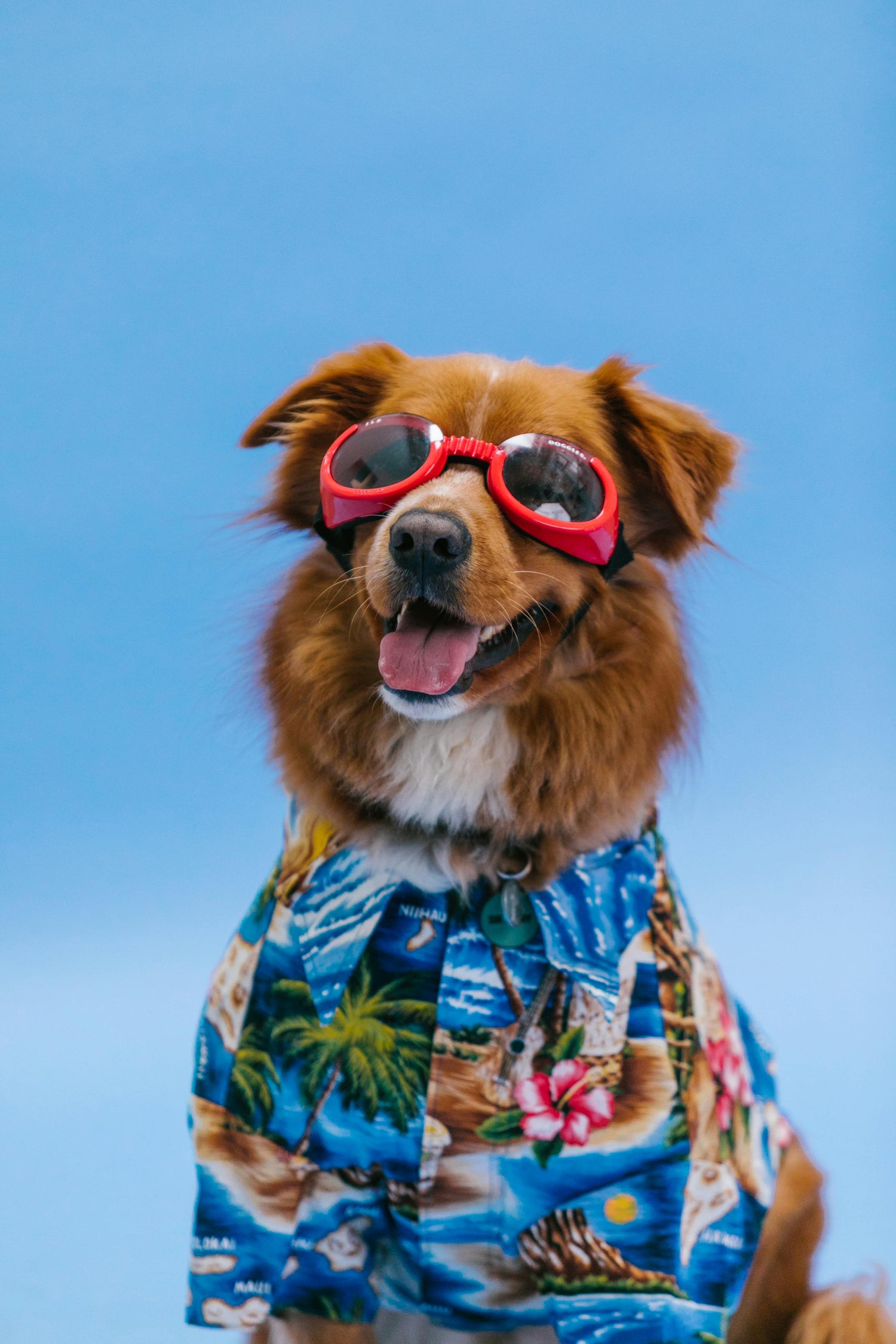 Accessoires Animaux - Design & Confort Premium