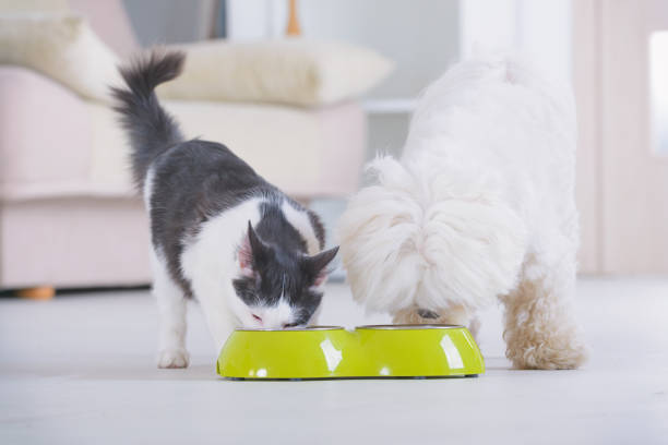 Gamelles Chien Chat | Bols Repas Animaux