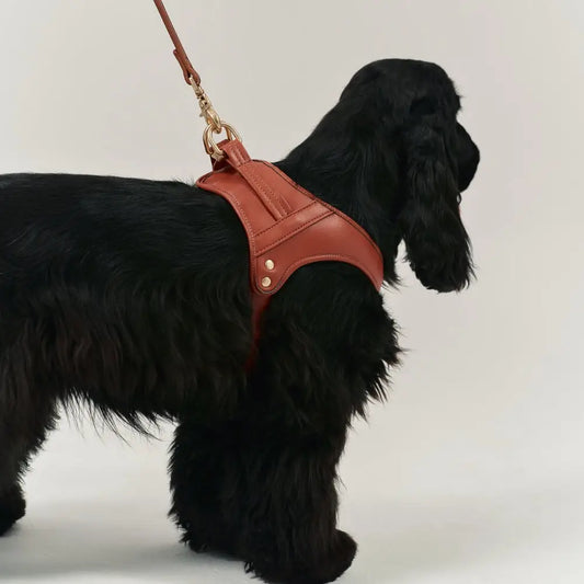 Harnais chien cuir végan marron cognac et laisse assortie - Confort et contrôle premium - CasualPets