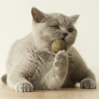 Herbe aux Chats Balle - Jouet Chat Cataire Comestible
