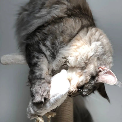 Jouet Chat Valériane - Peluche Chat Anti-Stress Naturel