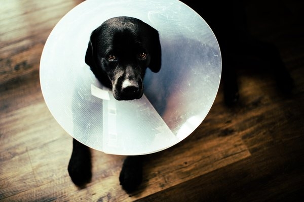 Démangeaisons chez le chien, quels raisons ?