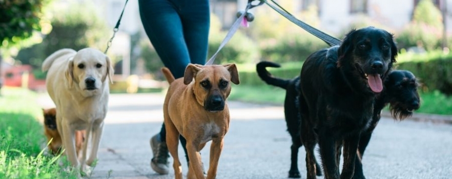 Chien urbain, hygiène et santé