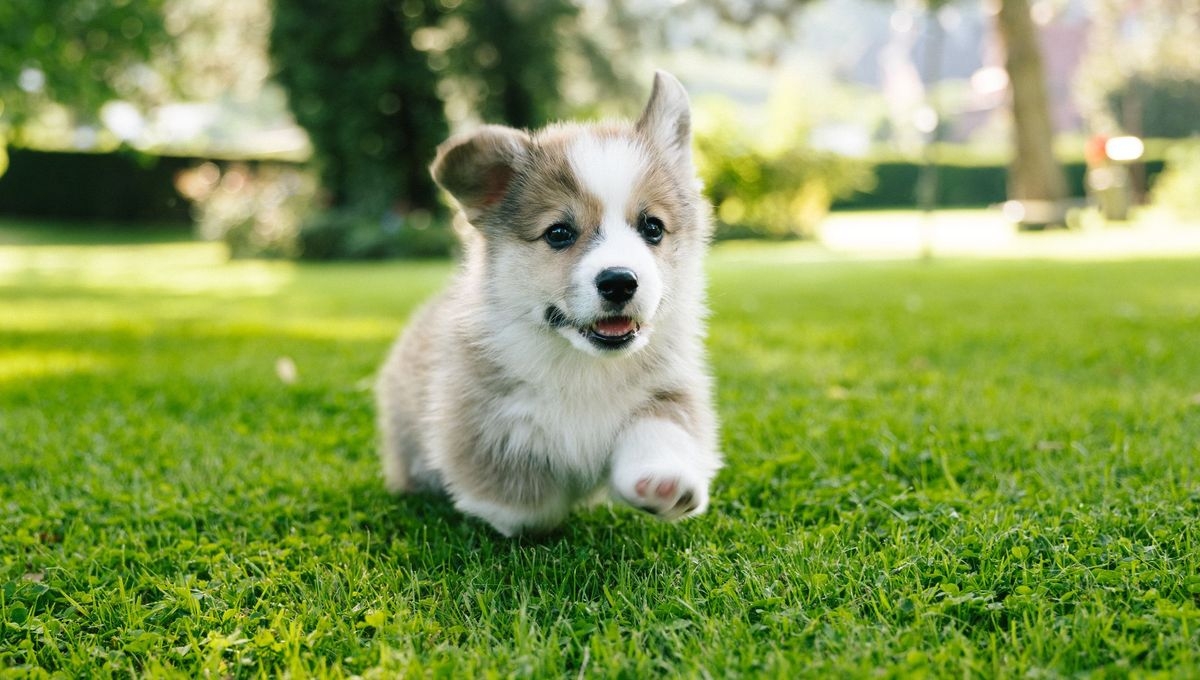 Développement de votre chiot/chaton grâce aux compléments alimentaires