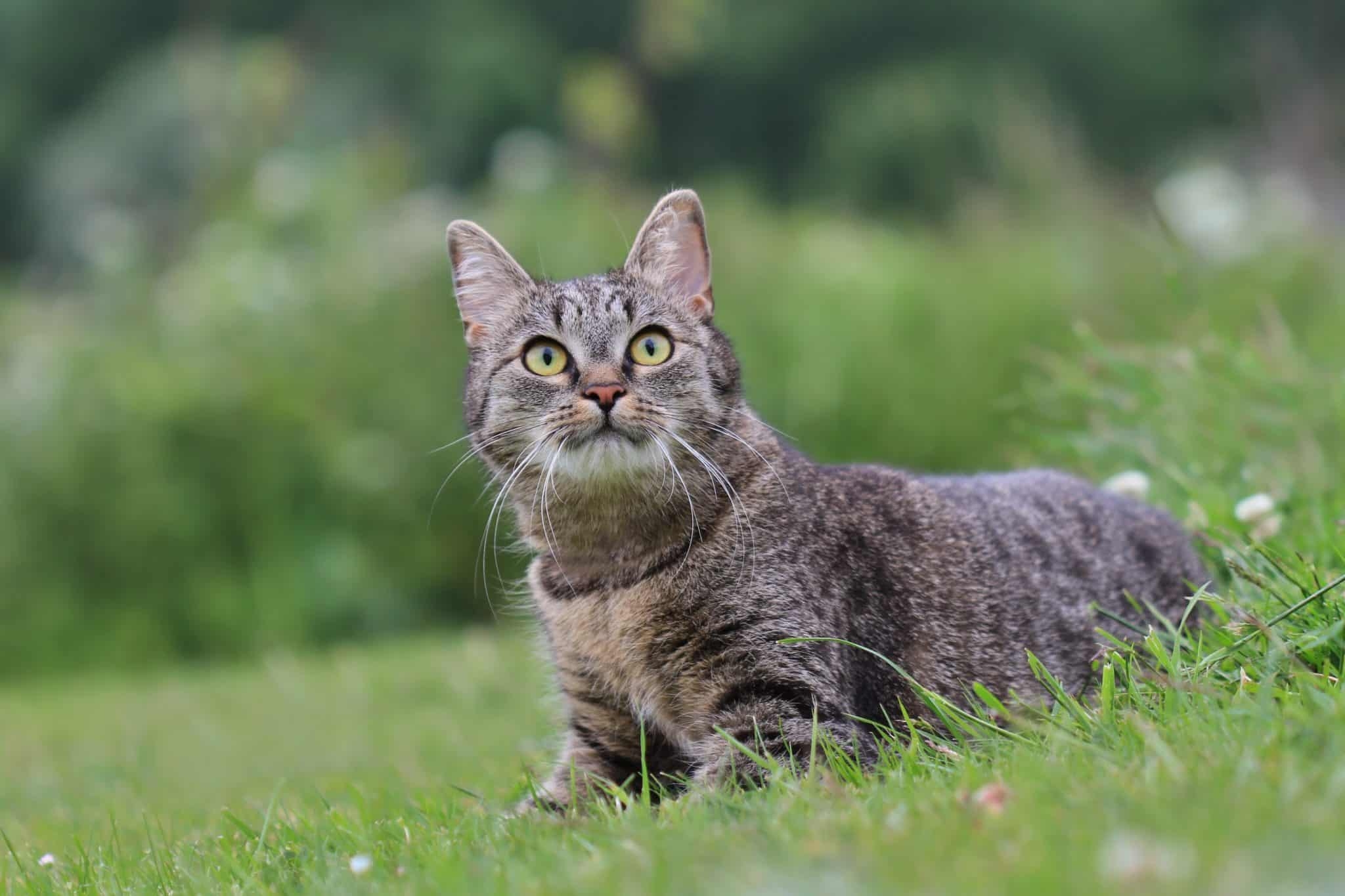 Chat en bonne santé