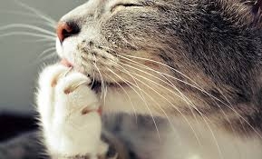 Griffe de chat, couper sans problèmes