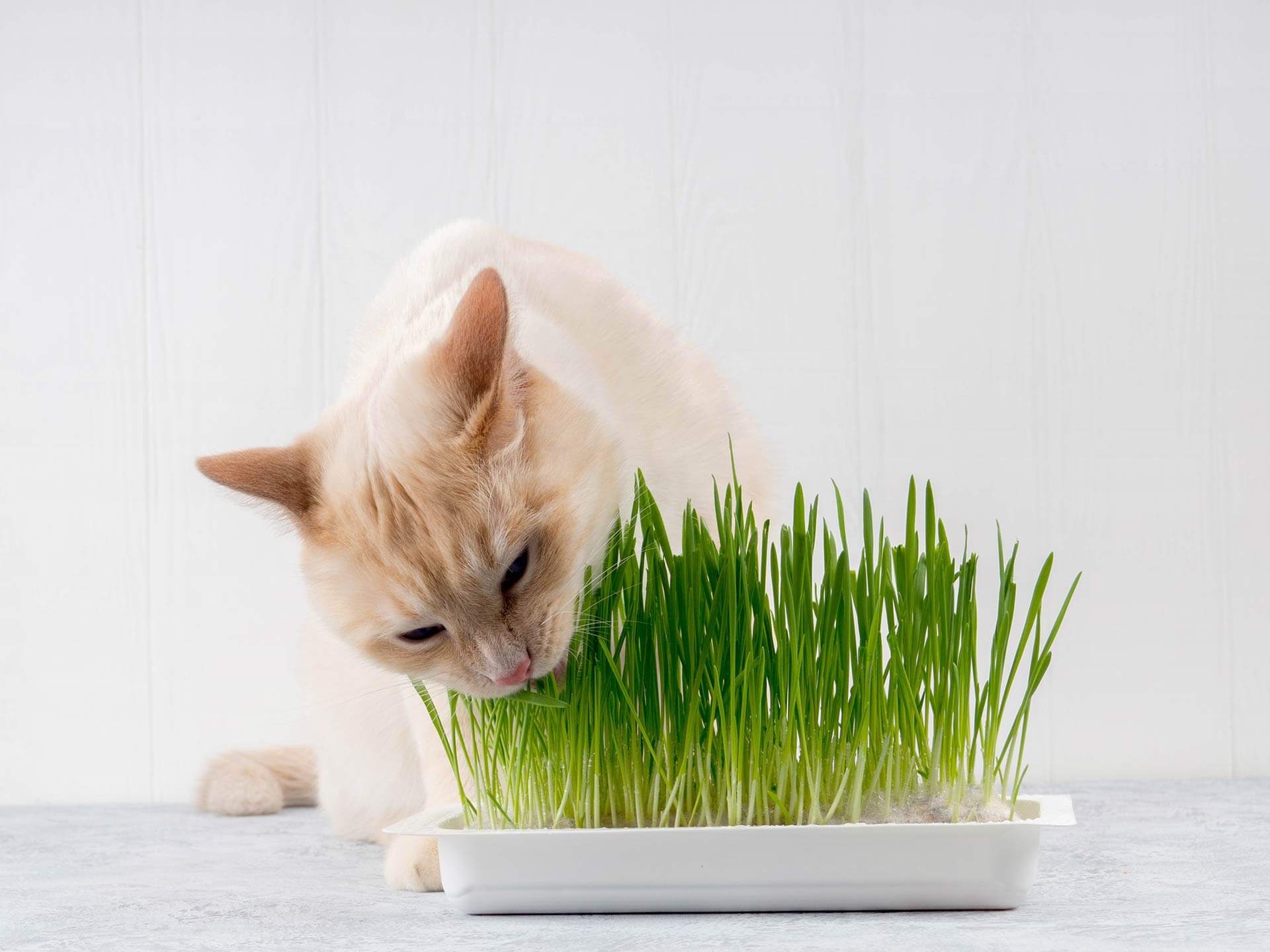 Herbe à chat, c'est quoi ?