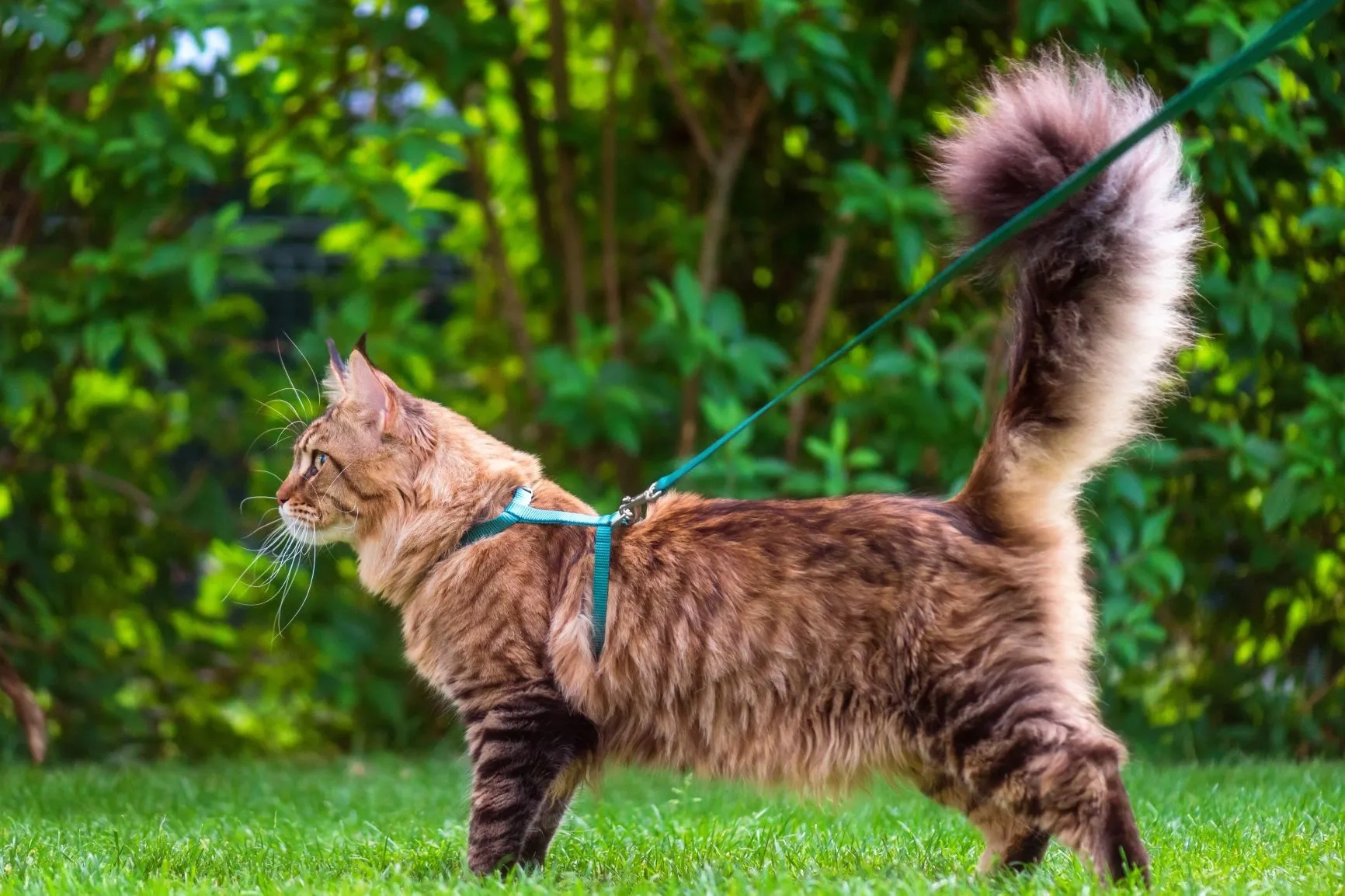 Laisse pour chat promenade
