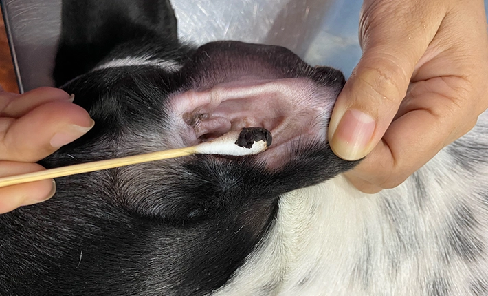 Nettoyer les oreille sale chien