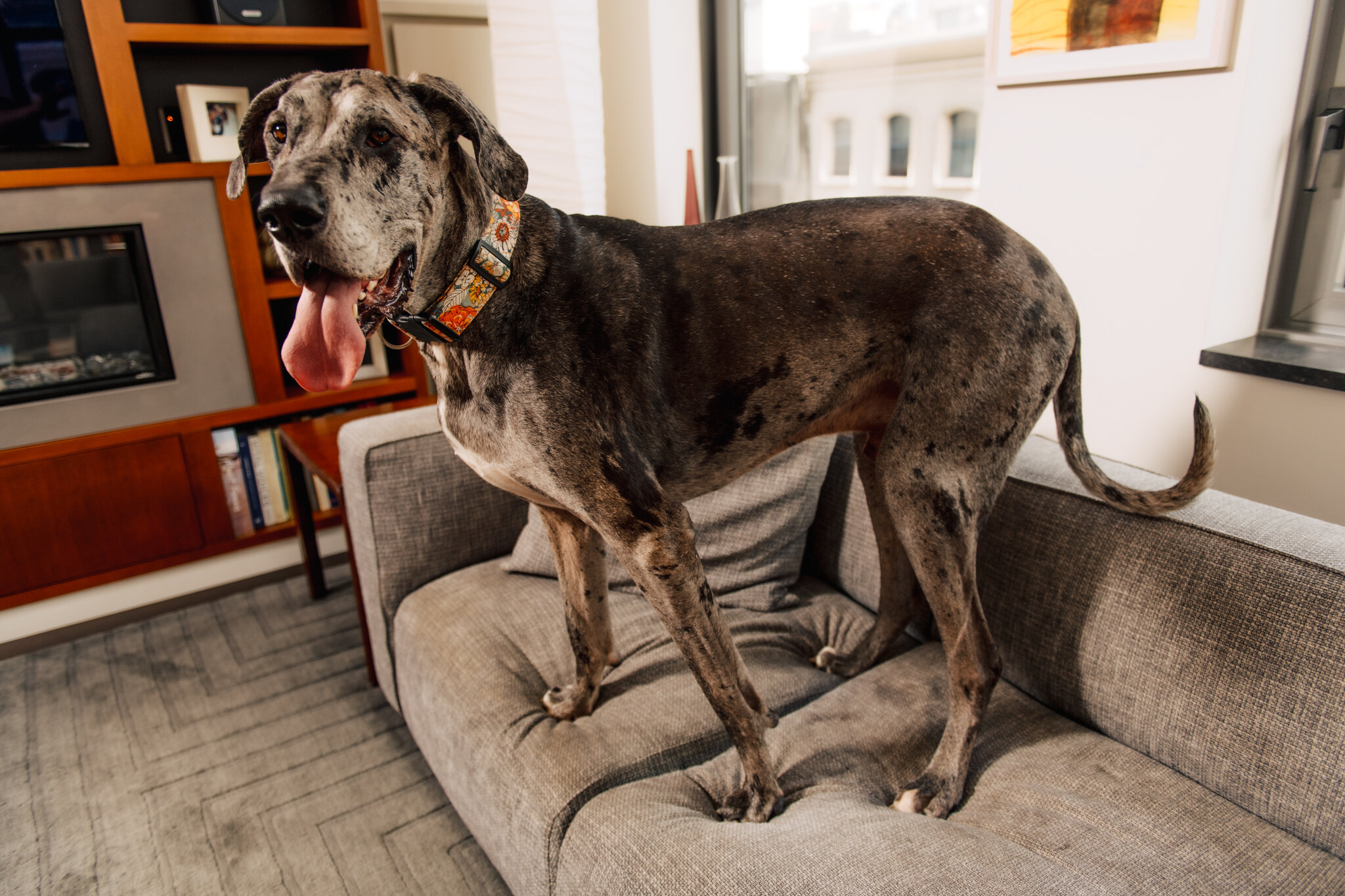 Chien en Appartement : Guide Essentiel Bien-être