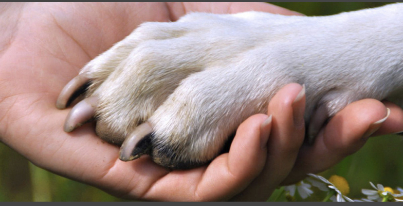 Couper les Griffes de son Chien : Le Guide Complet (Sans Drama !)