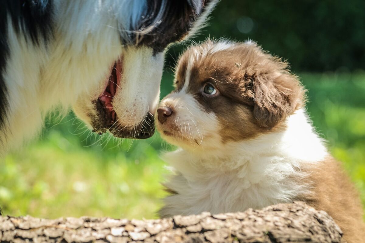 Chien adulte et chiot face à face