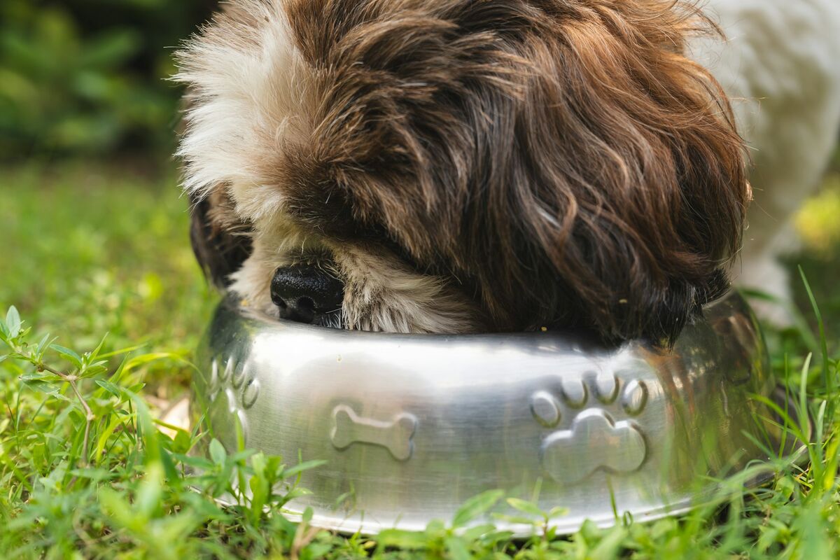 Chien qui mange dans sa gamelle