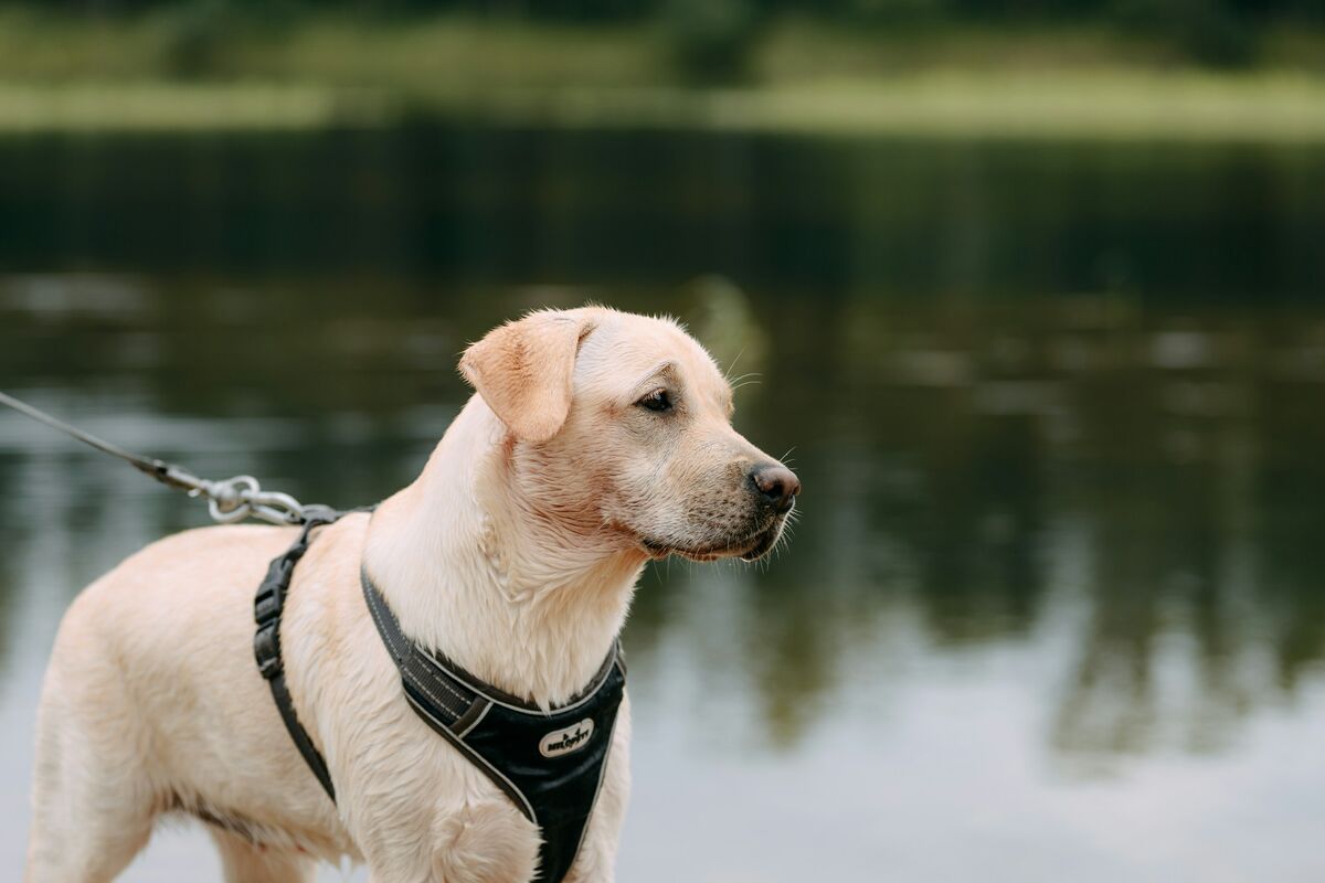 Chien en harnais au bord de l'eau