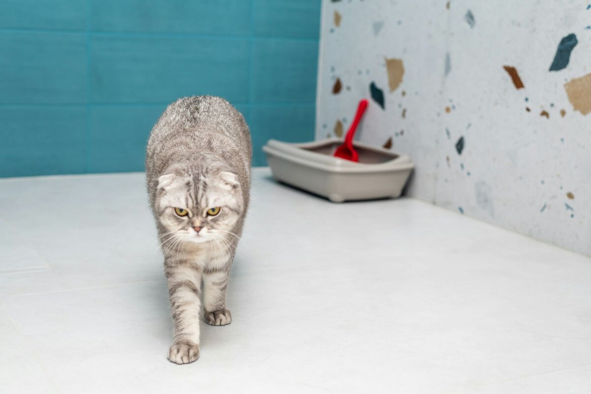 Chat qui sort de son bac à litière