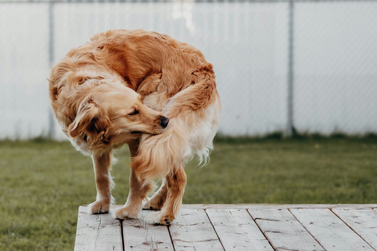 Chien qui se gratte