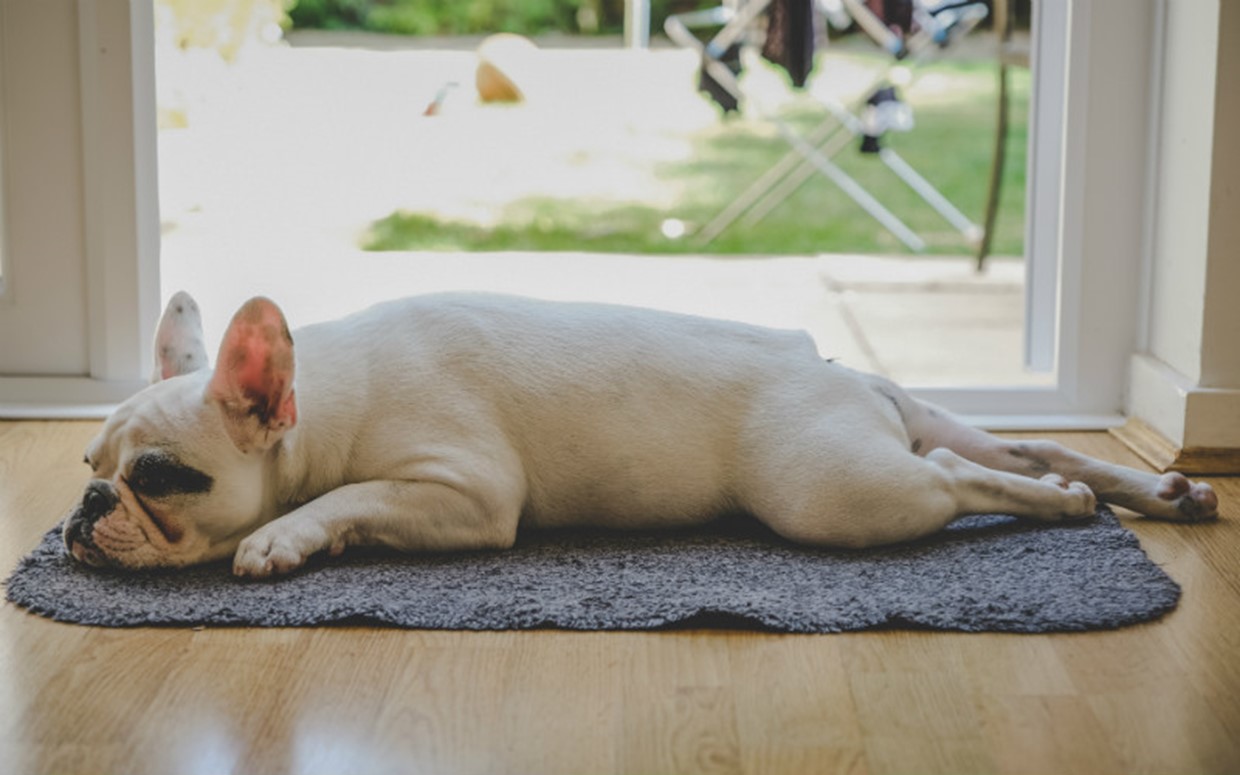 Solutions Comportementales Chien en Appartement : Éducation & Bien-être Mental