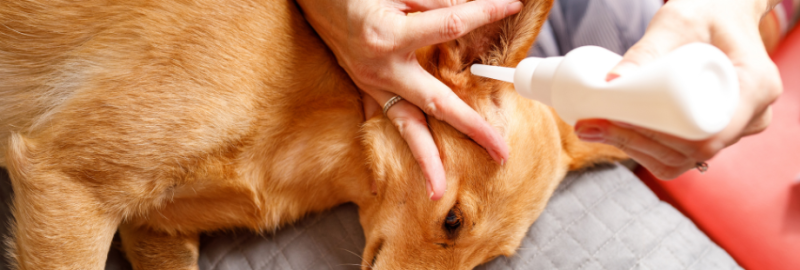 Comment nettoyer les oreilles de son chien naturellement