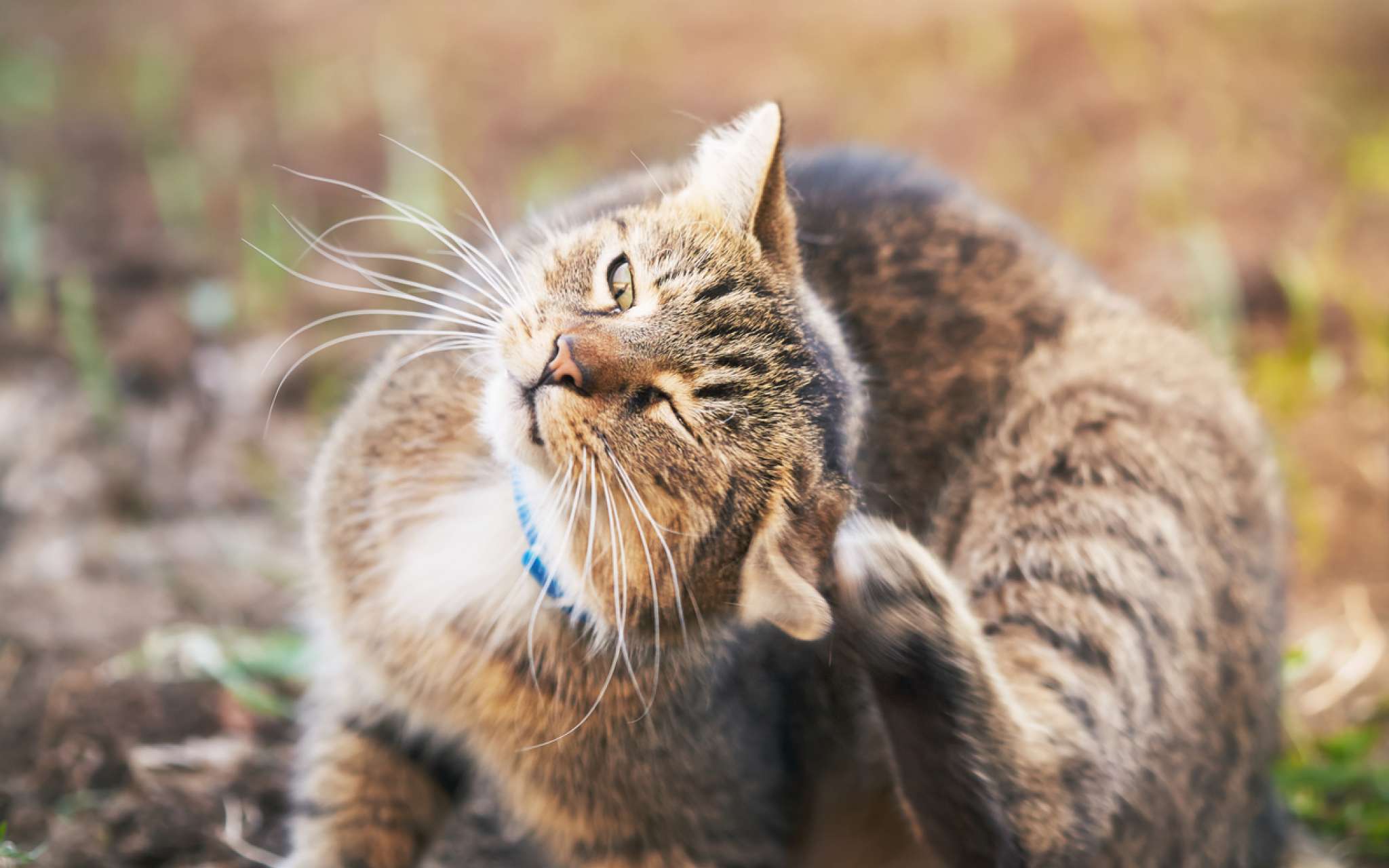Otite du Chat : Symptômes, Causes et Traitements Naturels