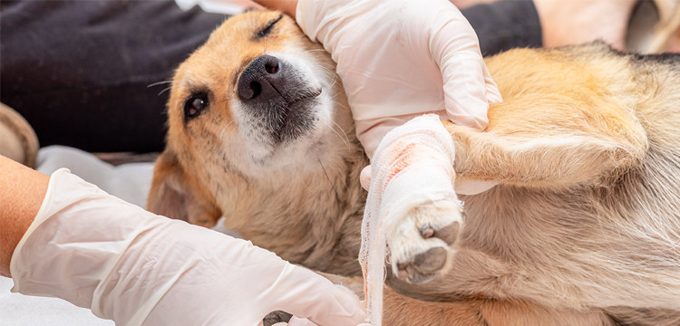 Premiers Secours pour Animaux : Les Gestes Essentiels à Connaître