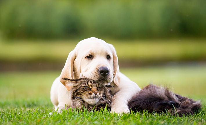 Produits Naturels pour Animaux : Comment Éviter le Greenwashing (Guide Approuvé par Loki)