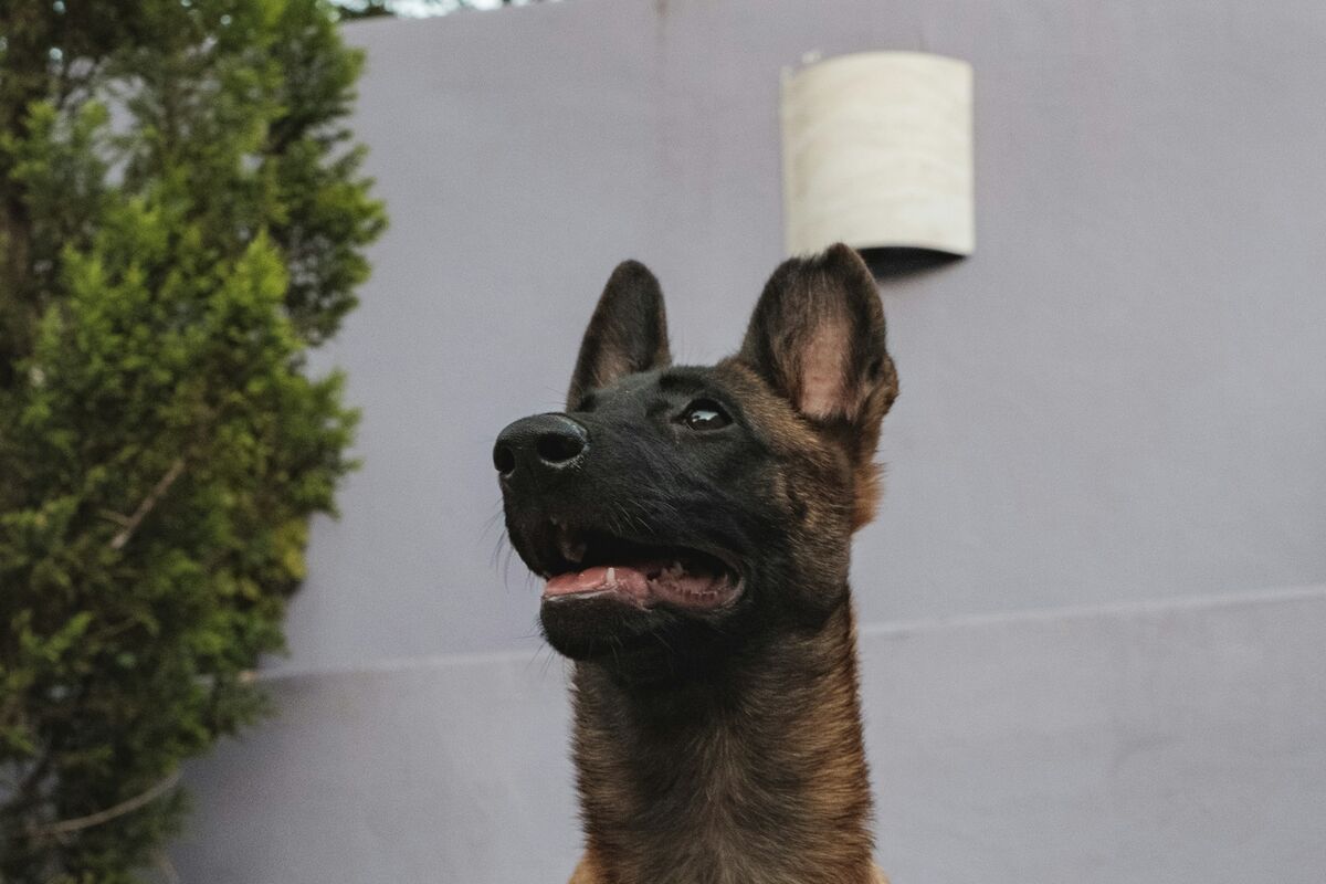 Berger Belge Malinois : santé et soins au quotidien