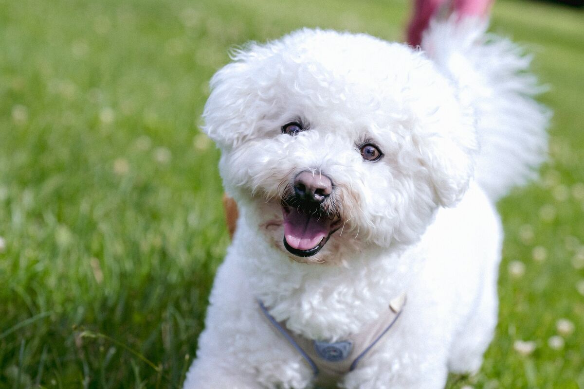 Bichon Frisé : santé et soins au quotidien