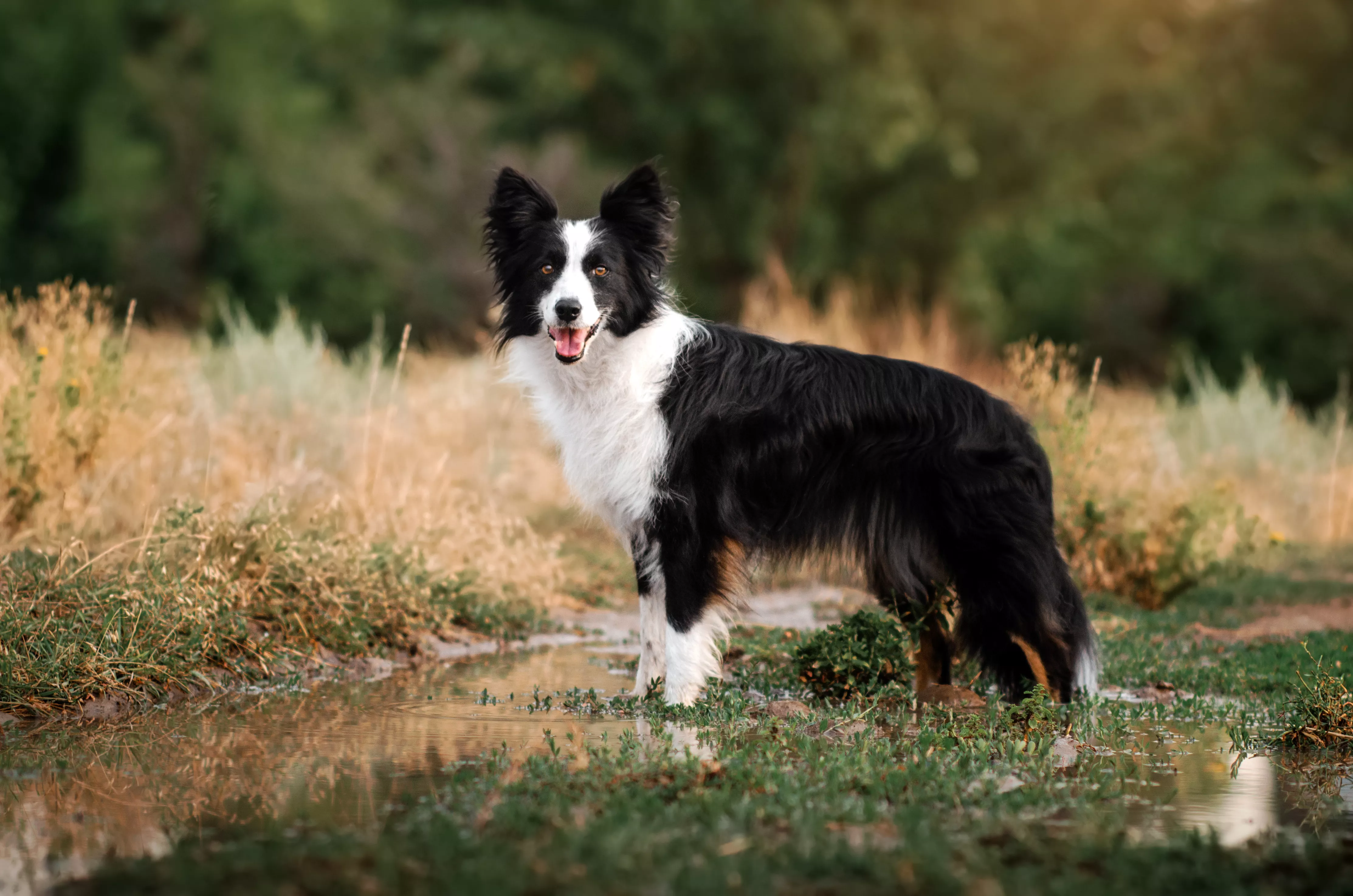 Border Collie