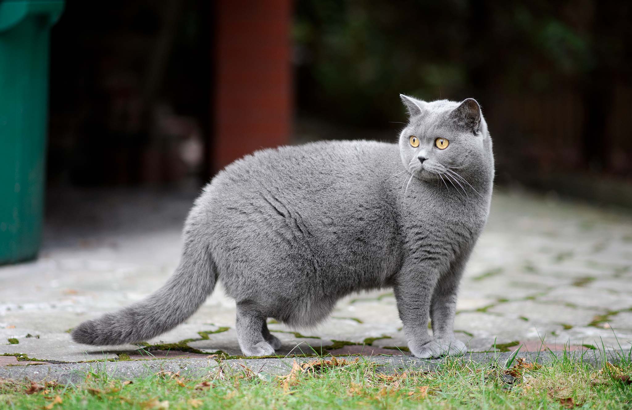 British Shorthair