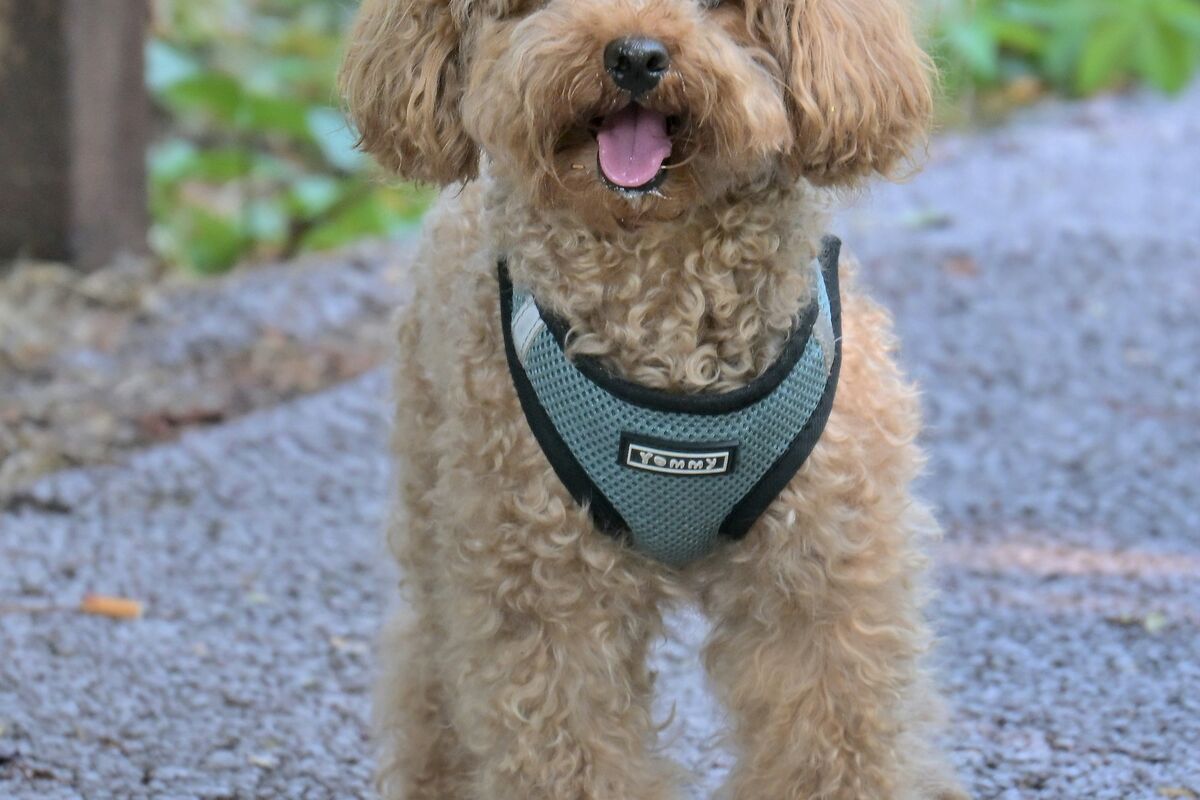 Caniche : santé et soins au quotidien